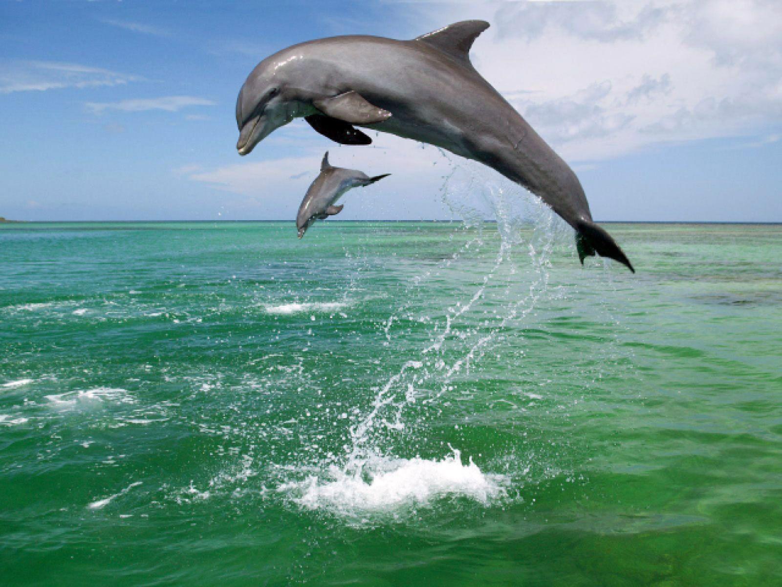 Bottlenose Dolphin (Tursiops truncatus)