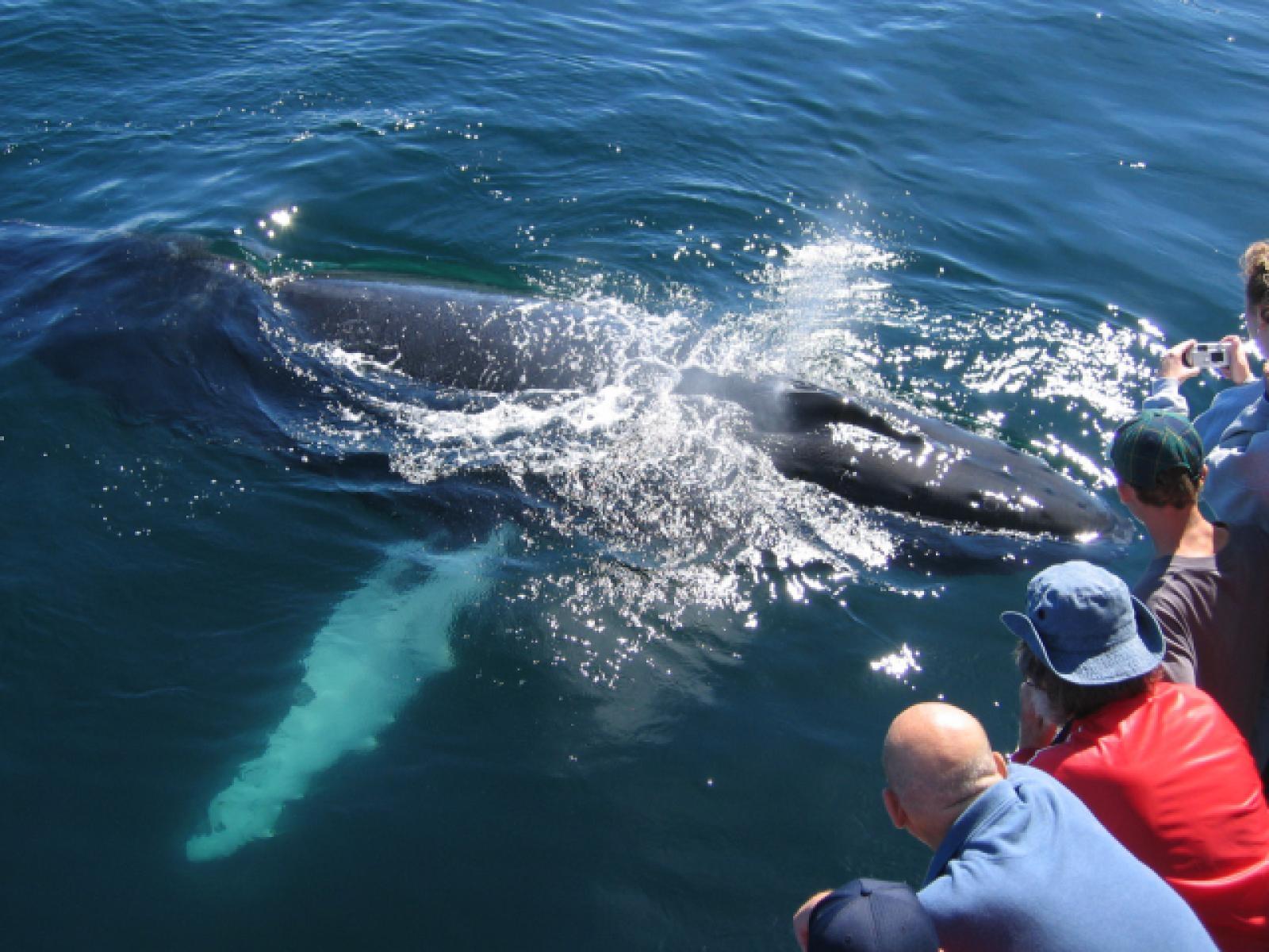 Baby Southern Right whale Baby Southern Right whale