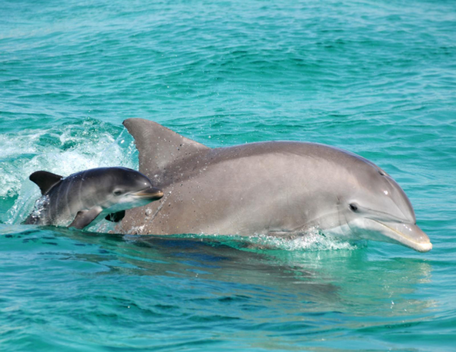 Tabbs and Baby Mattie Dolphin