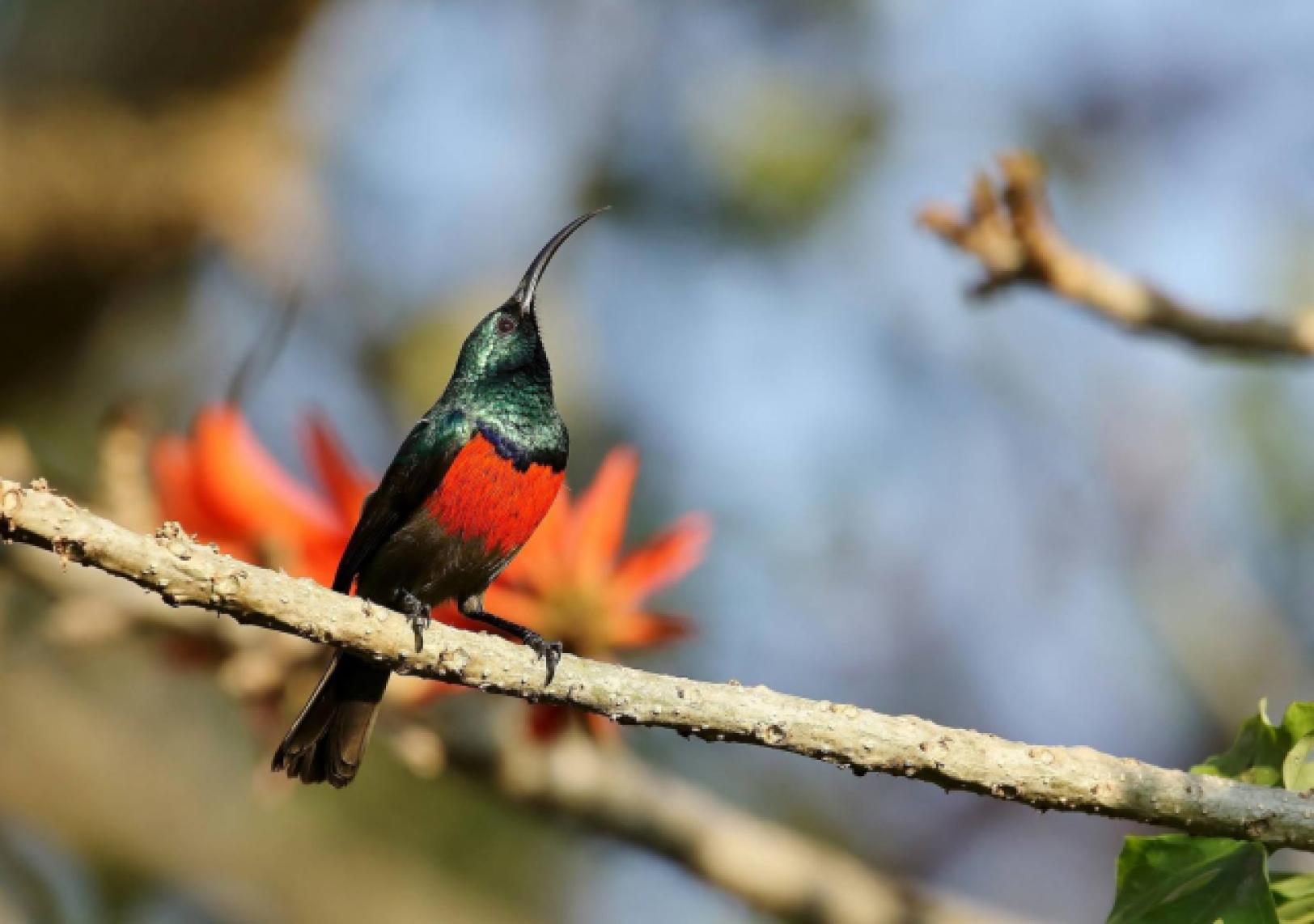 Great Double Collared Sunbird (m) by Trevor Charters