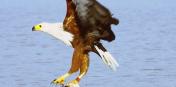 African Fish Eagle