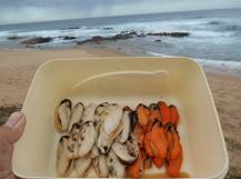 Male mussel is white, female is orange (Photo: Glen Phillips)