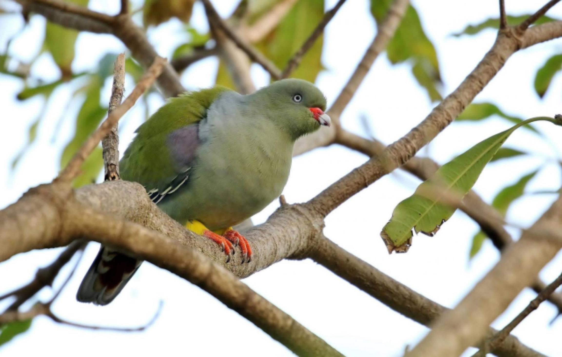 African Green Pigeon by Trevor Charters