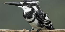 Pied Kingfisher