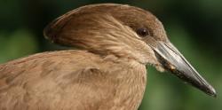 Hamerkop