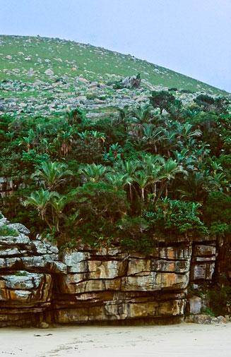 Jubaeopsis caffra (Pondo coconut, Dwarf Pondoland palm, Mkambati palm)