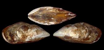 Brown mussel (Perna perna)