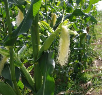 Maize ripening