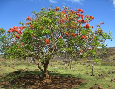 Erythrina lysistemon (Coral tree)