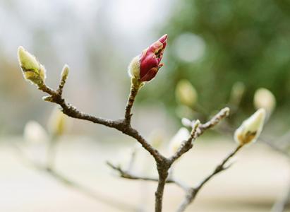 Buds (of a magnolia plant)