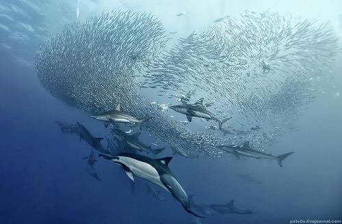 Sardine Run - Alexander Safanov Sardine Run - Alexander Safanov