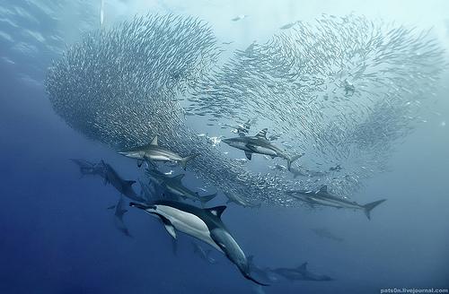 Sardine Run - Alexander Safanov