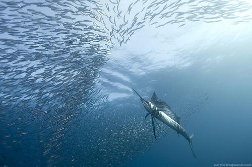 Sardine Run - Alexander Safanov Sardine Run - Alexander Safanov