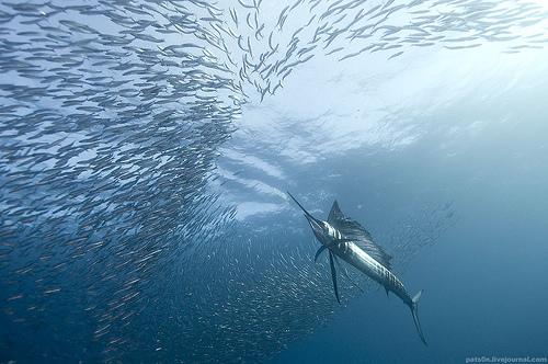 Sardine Run - Alexander Safanov