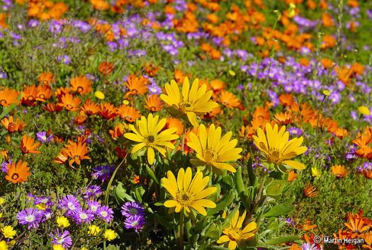 Small yellow daisy