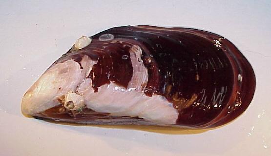Brown mussel (Perna perna)