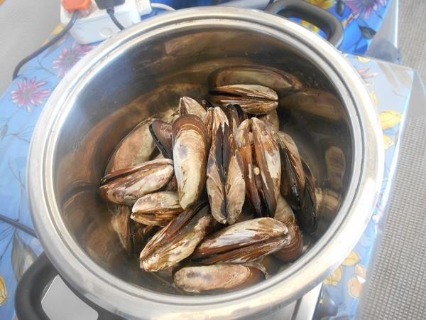 Brown mussel (Perna perna) (Photo: Glen Phillips)