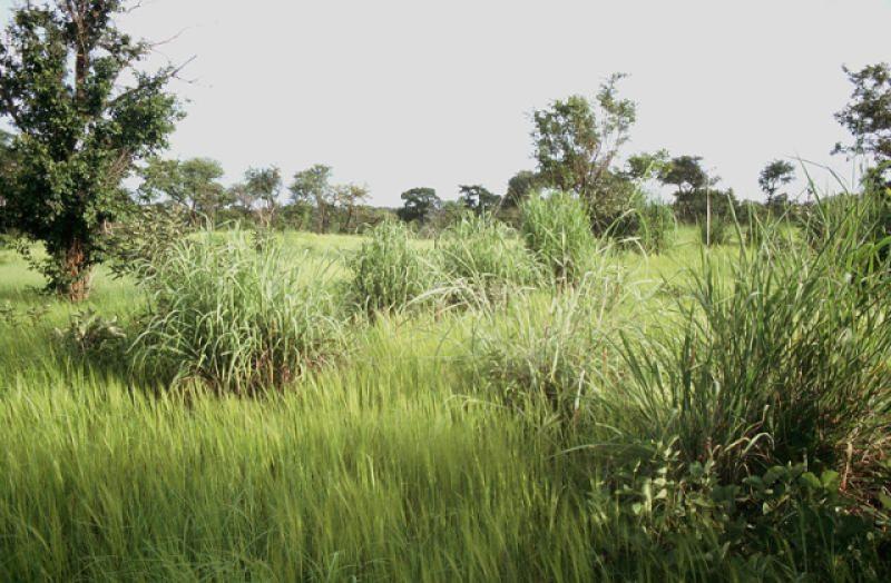 Andropogon gayanus (Tambuki grass)