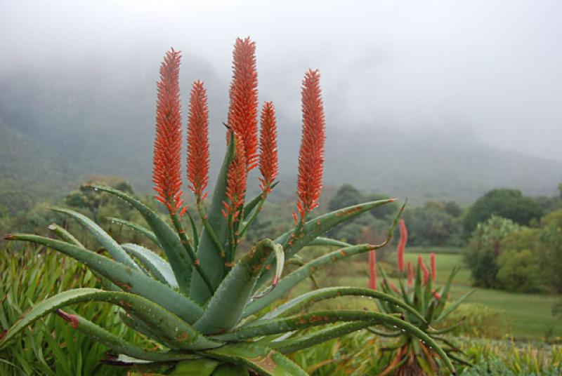 Aloe ferox Winter bloom