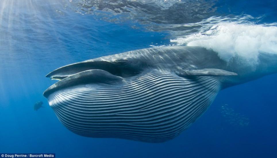 Baleen is a filter-feeder system inside the mouths of baleen whales. The baleen system works when a whale opens its mouth underwater and the whale takes in water.