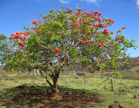 Erythrina lysistemon (Coral tree)