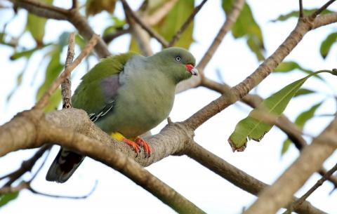 African Green Pigeon by Trevor Charters