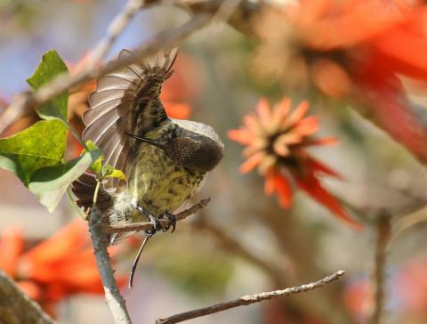 Amethyst Sunbird Female by Trevor Charters