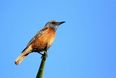 Cape Rock Thrush (m) by Trevor Charters