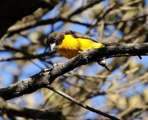 Dark Backed / Forest Weaver by Trevor Charters