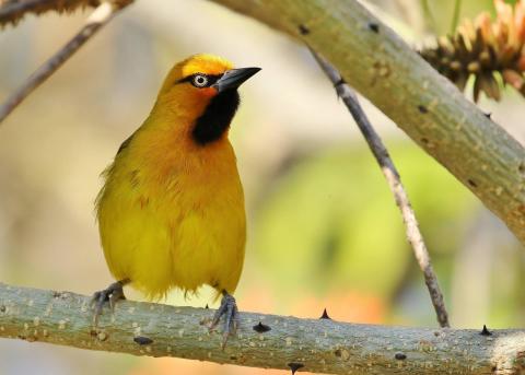 Spectacled Weaver (m) by Trevor Charters