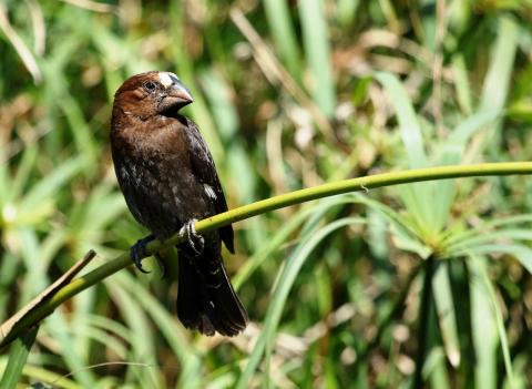 Thick Billed Weaver by Trevor Charters