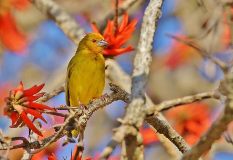 Yellow Weaver by Trevor Charters