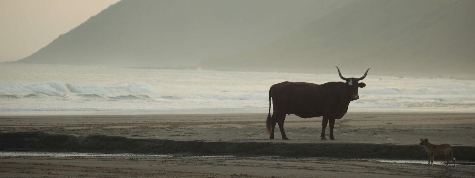 Cow and dog on a beach - Wild Coast scene